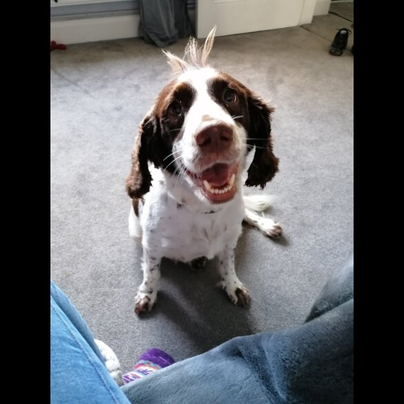 Sprocker Spaniel - Both