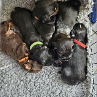 Sprocker Spaniel - Dogs