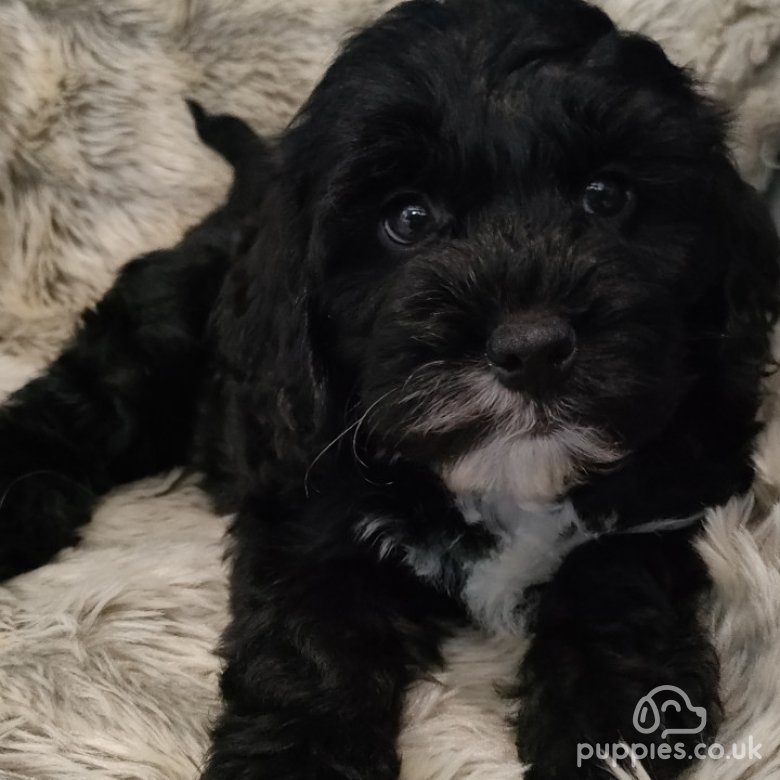 Sproodle | Sale | Haverhill, Suffolk - Sproodle puppies