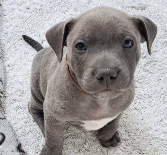 Staffordshire Bull Terrier