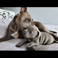 Staffordshire Bull Terrier - Both