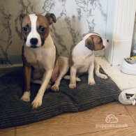 Staffordshire Bull Terrier - Both