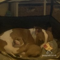 Staffordshire Bull Terrier - Both