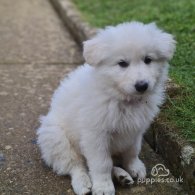 White Swiss Shepherd Dog - Both