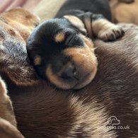 Dachshund (Standard & Miniature) - Both