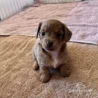 Dachshund (Standard & Miniature) - Both