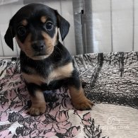 Dachshund (Standard & Miniature) - Both