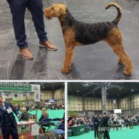 Airedale Terrier - Both