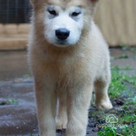 Alaskan Malamute - Both