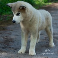 Alaskan Malamute - Both