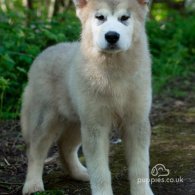 Alaskan Malamute - Both