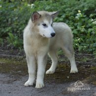 Alaskan Malamute - Both