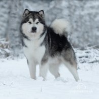 Alaskan Malamute - Both