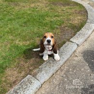 Beagle - Both