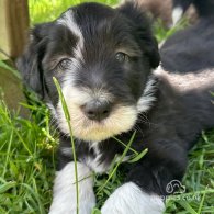 Bearded Collie - Dogs