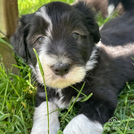 Bearded Collie - Dogs