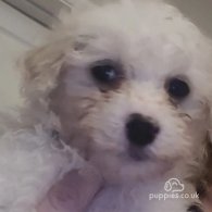 Bichon Frise - Bitches