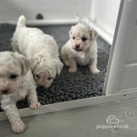 Bichon Frise - Bitches