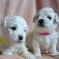 Bichon Frise - Bitches