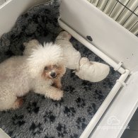 Bichon Frise - Bitches