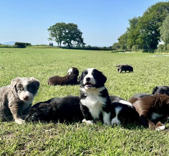 Border Collie