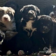 Border Collie - Both