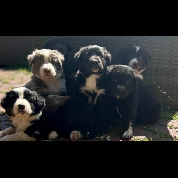 Border Collie - Both