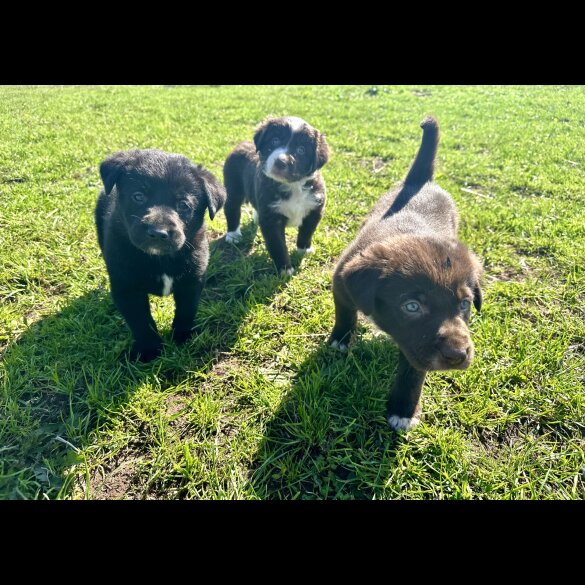 Border Collie - Both