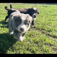 Border Collie - Both