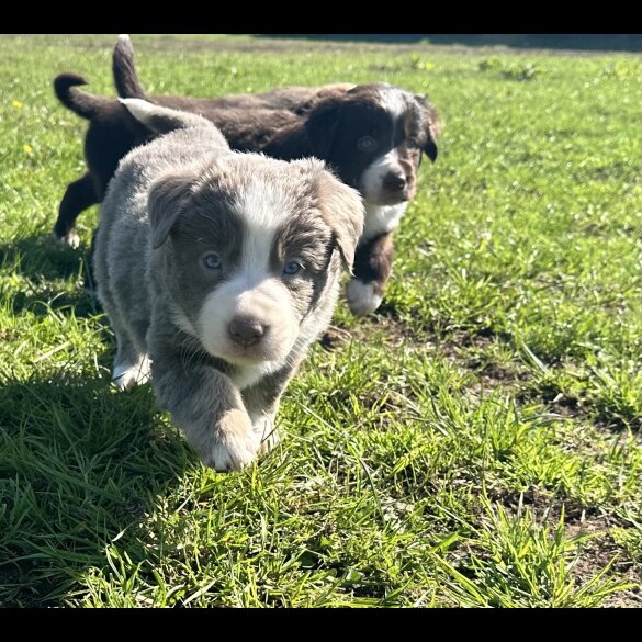 Border Collie - Both