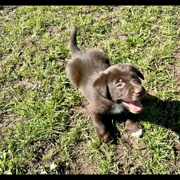 Border Collie - Both