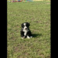 Border Collie - Both