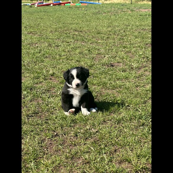 Border Collie - Both