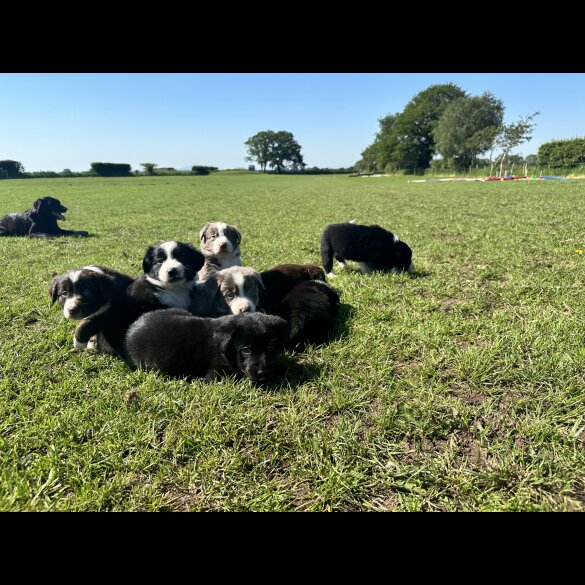 Border Collie - Both