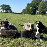 Border Collie - Both