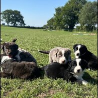 Border Collie - Both