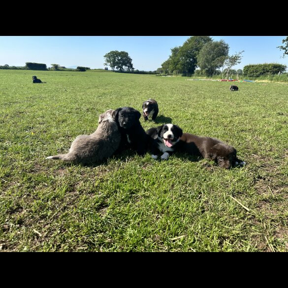 Border Collie - Both