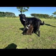 Border Collie - Both