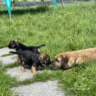 Border Terrier - Bitches