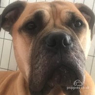 Bullmastiff - Both