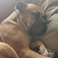 Bullmastiff - Both