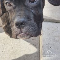 Cane Corso - Both