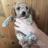 Cavapoo - Both