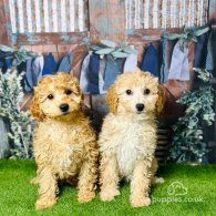 Cavapoo - Both