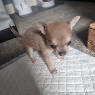 Chihuahua - Both