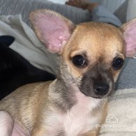 Chihuahua - Bitches