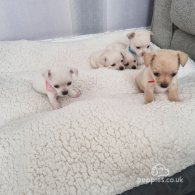 Chihuahua - Dogs