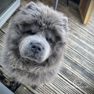 Chow Chow - Dogs