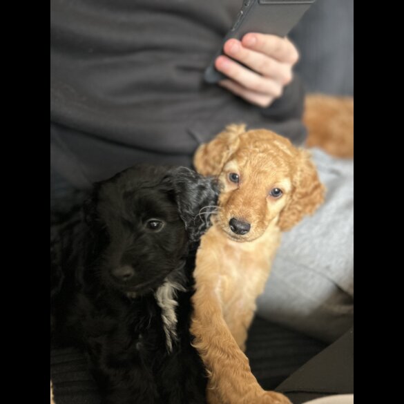 Cockapoo - Both