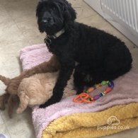 Cockapoo - Both